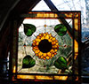Window Sunflower